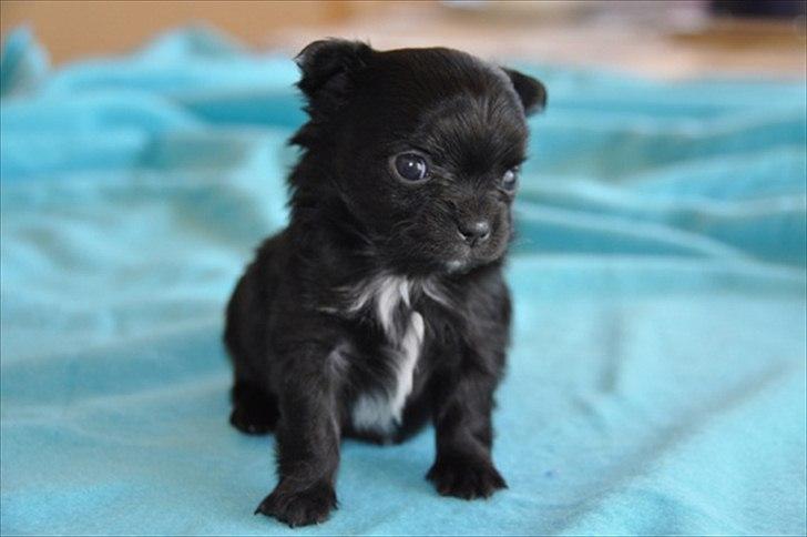 Chihuahua Lise´s Sumo *udstationeret* billede 7