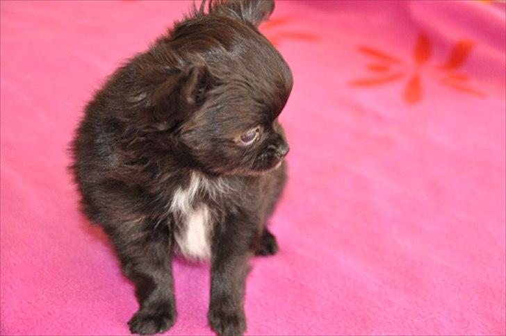 Chihuahua Lise´s Sumo *udstationeret* billede 8