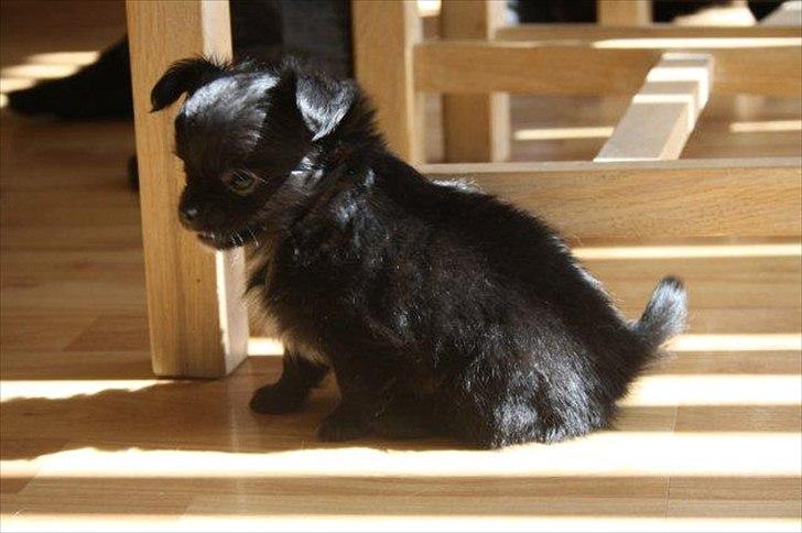 Chihuahua Lise´s Sumo *udstationeret* billede 9