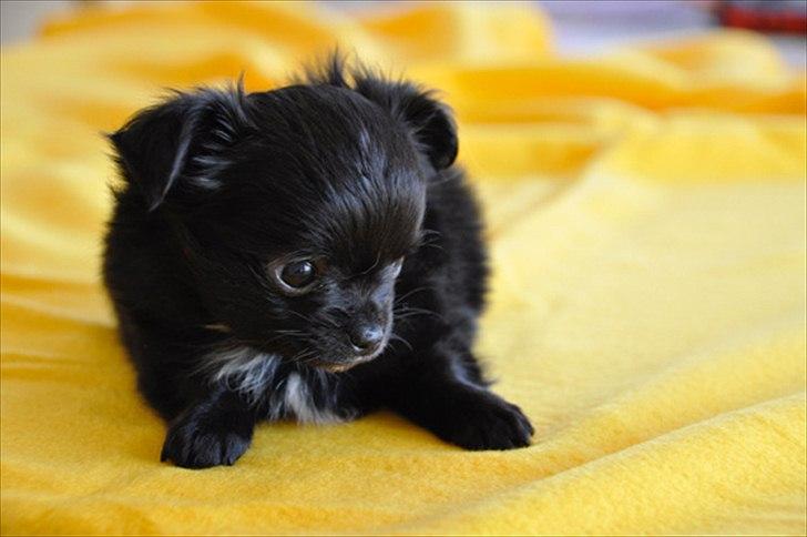 Chihuahua Lise´s Sumo *udstationeret* billede 10