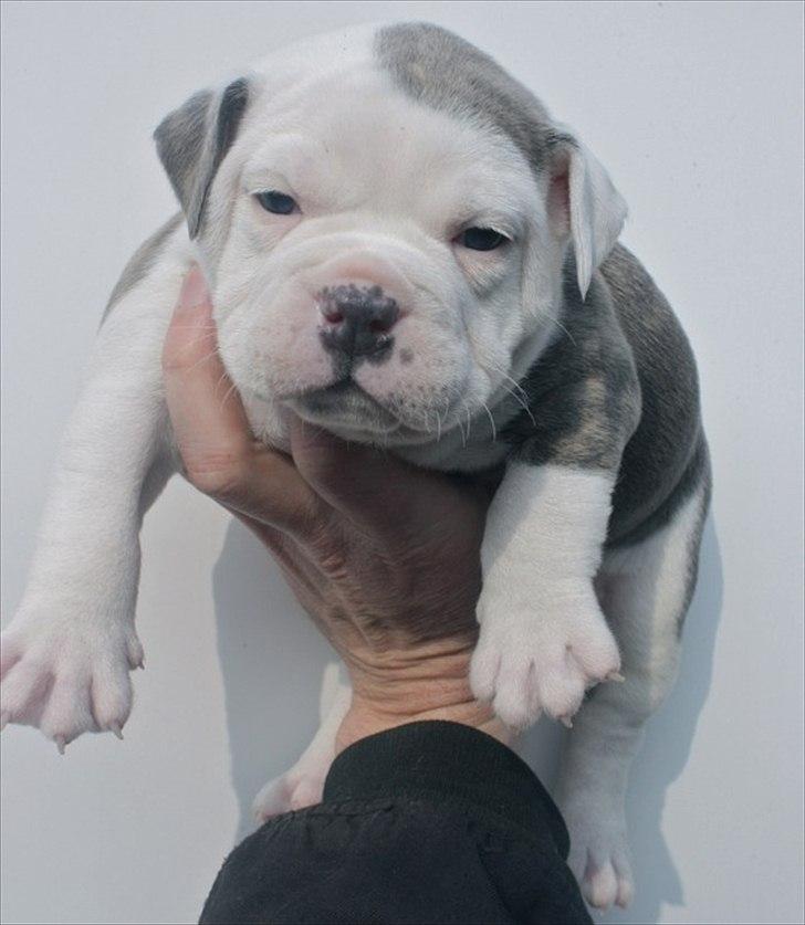 Olde english bulldogge Bullforce Little Bluebell billede 2