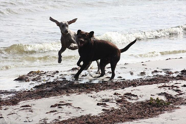 Labrador retriever Choko - På Bornholm billede 5