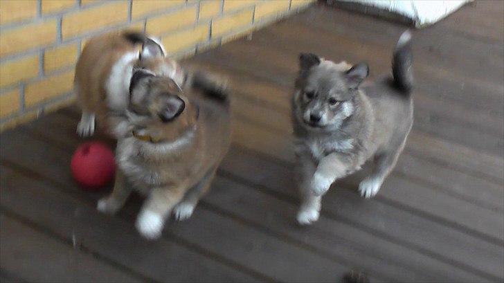 Blanding af racer Kiki billede 14