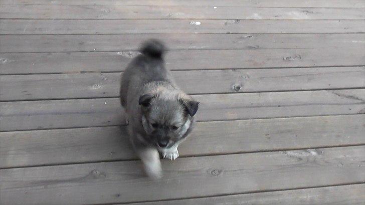 Blanding af racer Kiki billede 15