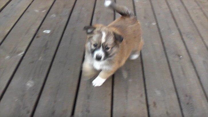 Blanding af racer Kiki billede 16