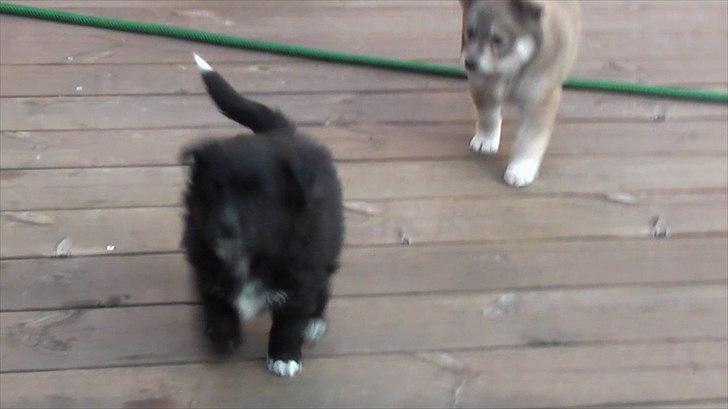 Blanding af racer Kiki billede 17