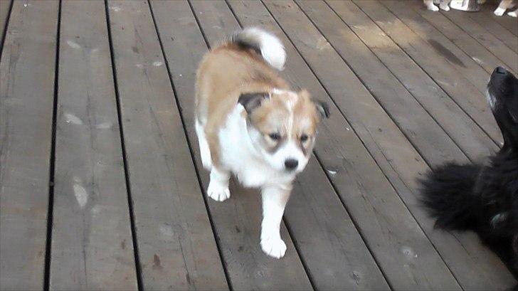 Blanding af racer Kiki billede 18