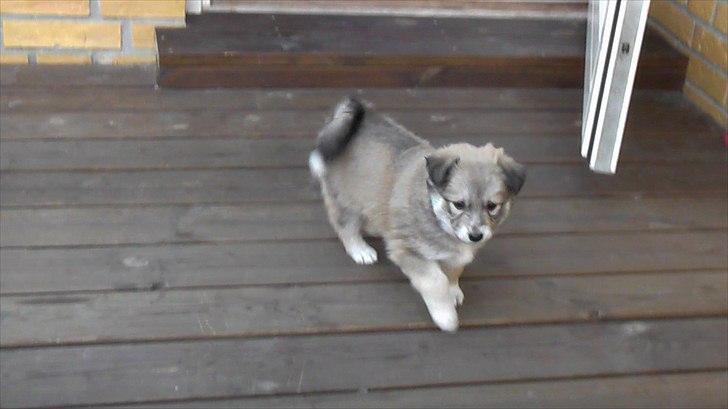 Blanding af racer Kiki billede 19