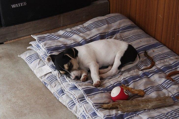 Jack russell terrier My - My som hvalp billede 13