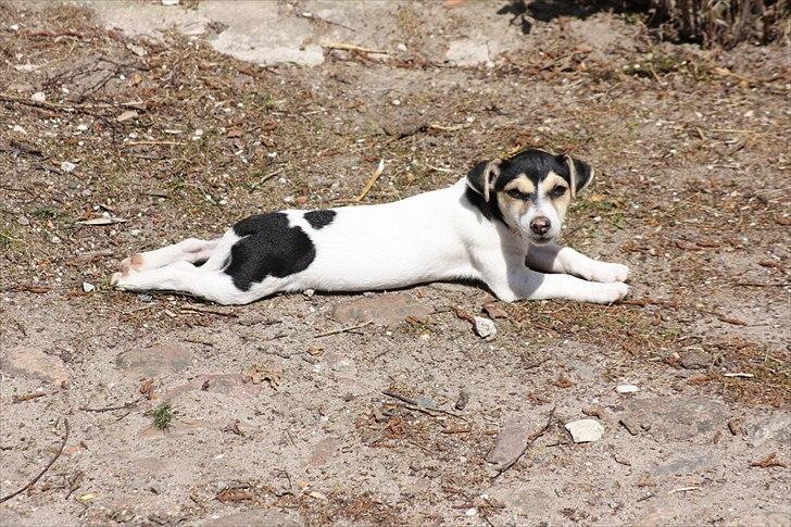 Jack russell terrier My billede 14