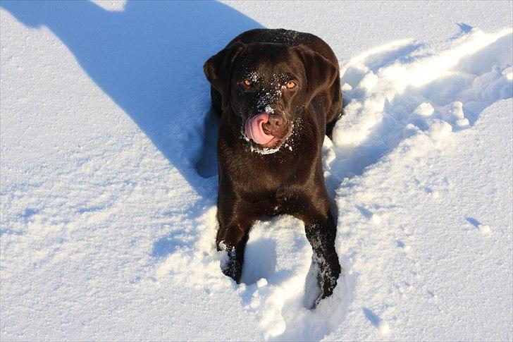 Labrador retriever Nuca - Nuca oplever sin første sne :)
December 2010 billede 6