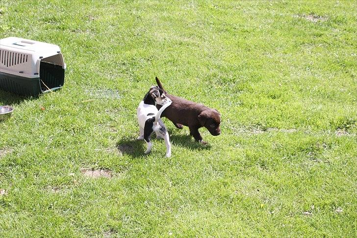 Labrador retriever Nuca - Første gang My og Nuca mødes billede 7