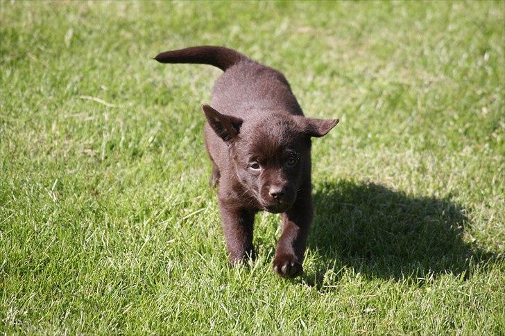 Labrador retriever Nuca - Nuca som hvalp billede 8