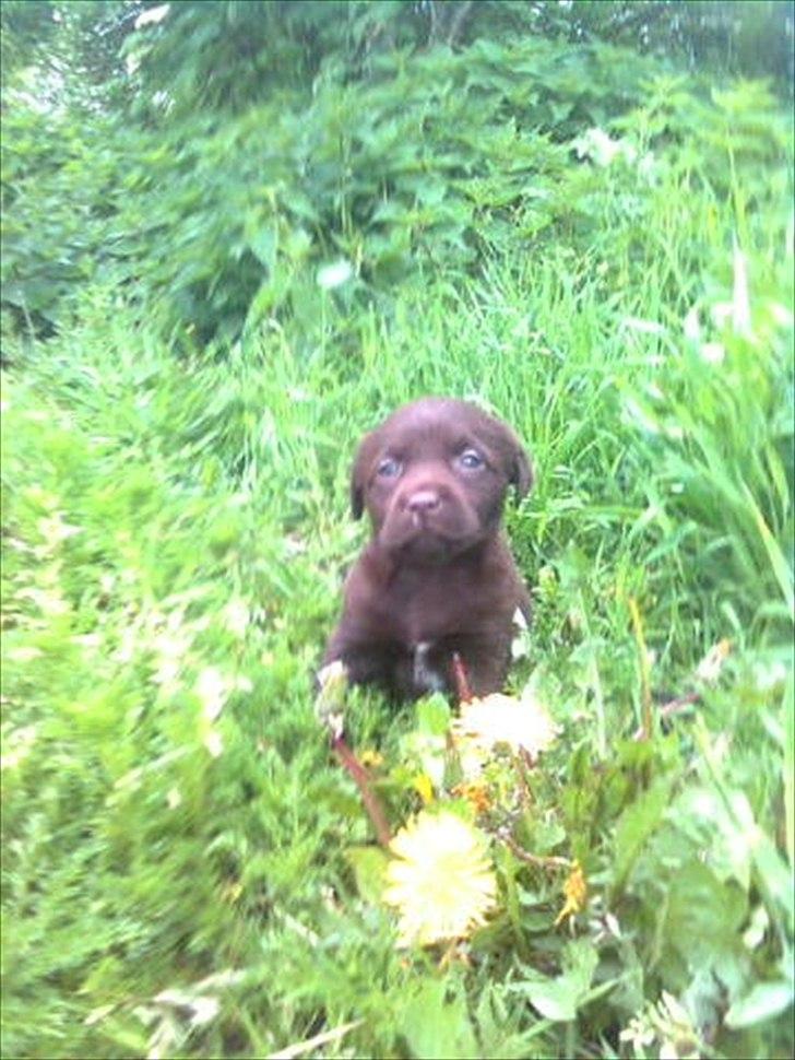 Labrador retriever Nuca - Billed fra opdrætteren billede 9