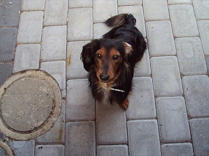 Dværggravhund Noah billede 17