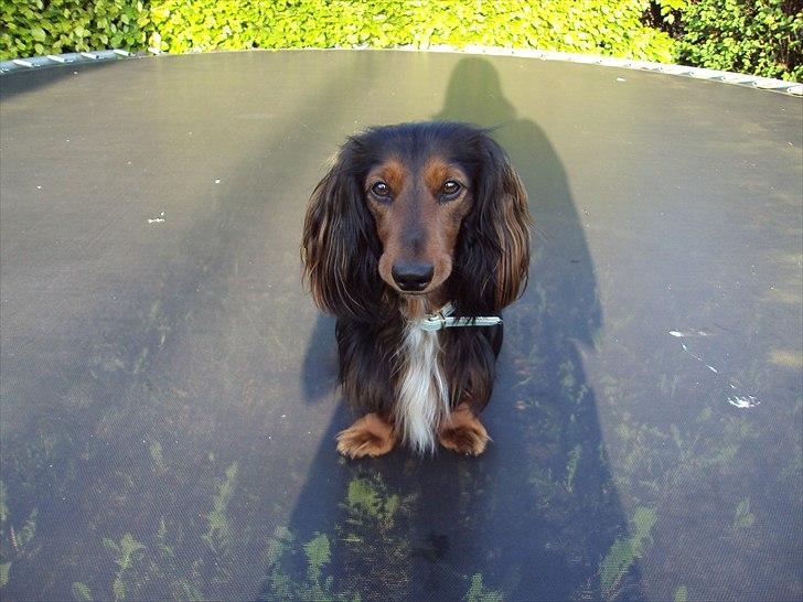 Dværggravhund Noah billede 11