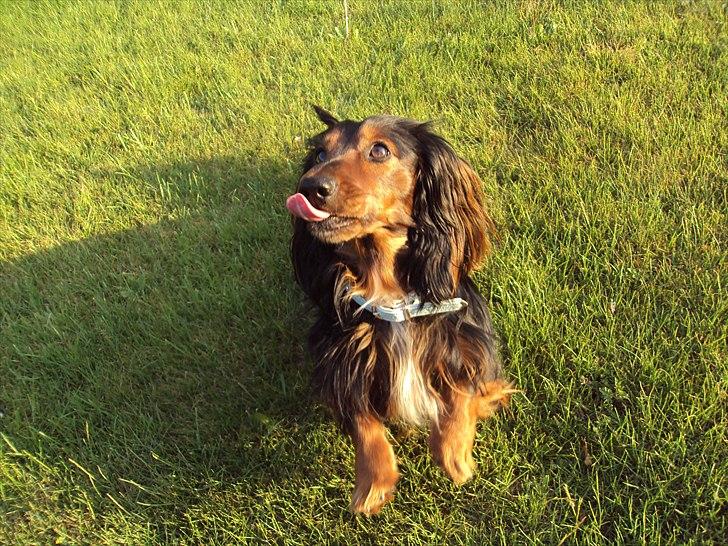 Dværggravhund Noah billede 8