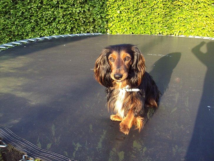 Dværggravhund Noah billede 7