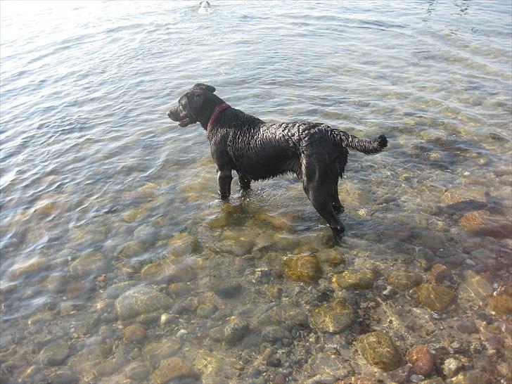 Blanding af racer Molly billede 7