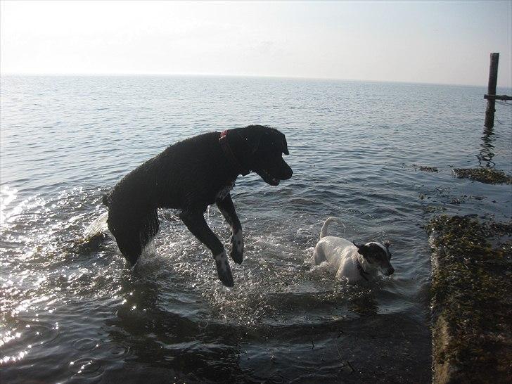 Blanding af racer Molly billede 8