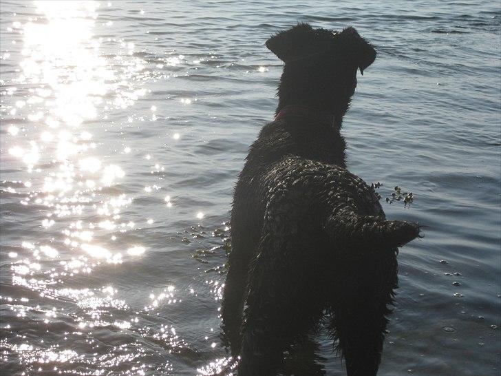 Blanding af racer Molly billede 9