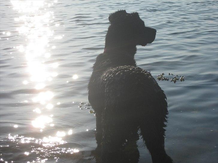 Blanding af racer Molly billede 10