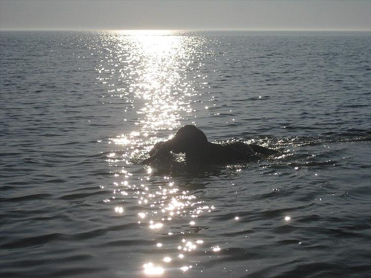 Blanding af racer Molly billede 11