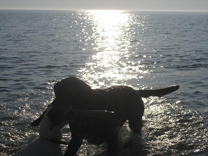 Blanding af racer Molly billede 12