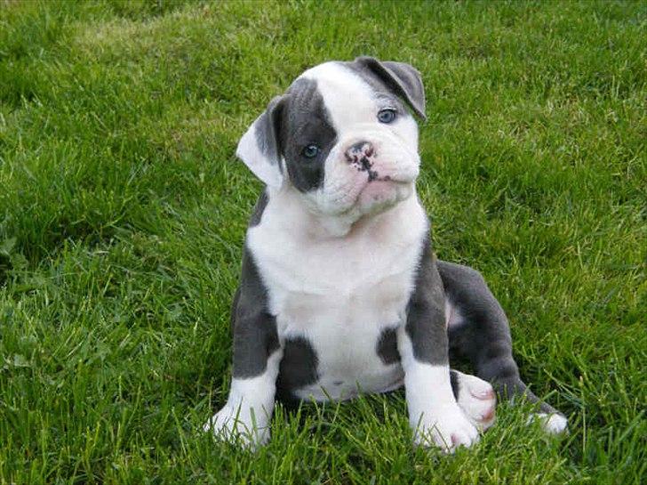 Olde english bulldogge Magnum von Frankenstein billede 8
