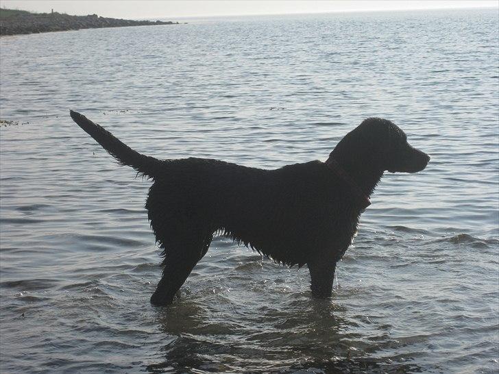 Blanding af racer Molly billede 13