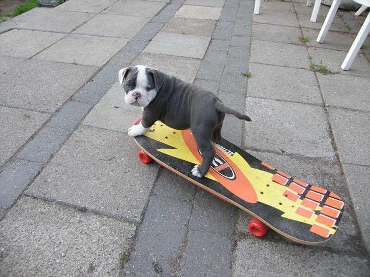 Olde english bulldogge Magnum von Frankenstein billede 16
