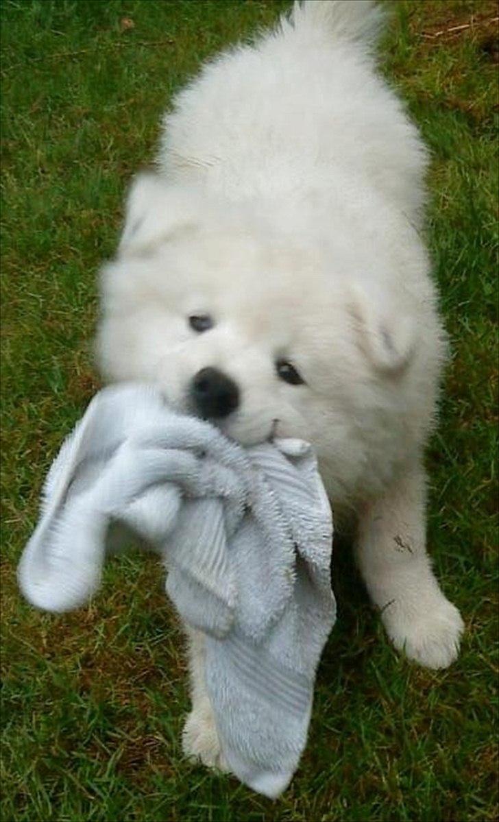 Samojedhund Toby - Min "mor" ville tørre mine poter efter en tur i mudderpølen, men jeg ved da godt hvad man bruger en klud til!! billede 6