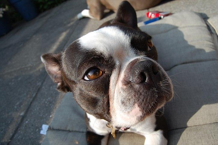 Boston terrier Molly billede 19