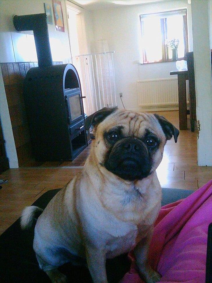 Blanding af racer Malthe - Nyt billede billede 18