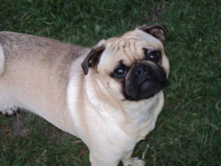 Blanding af racer Malthe - Nyt billede billede 19