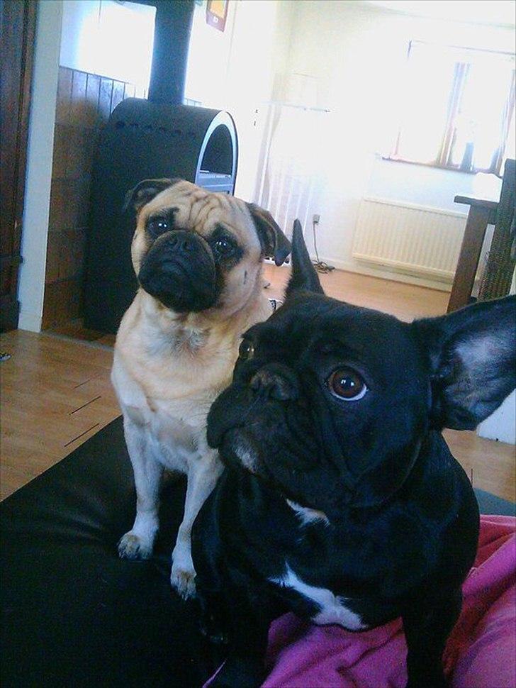 Blanding af racer Malthe - Nyt billede billede 20