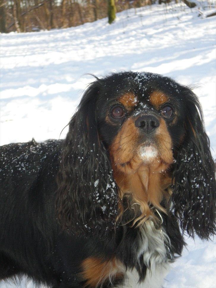 Cavalier king charles spaniel Nano (Elimosa 007 James) - Flotte dreng! billede 1