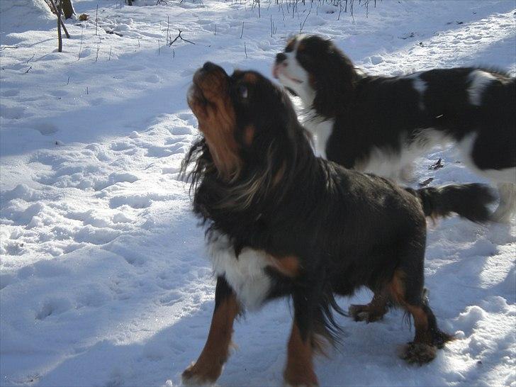 Cavalier king charles spaniel Nano (Elimosa 007 James) - "VOV!" billede 2