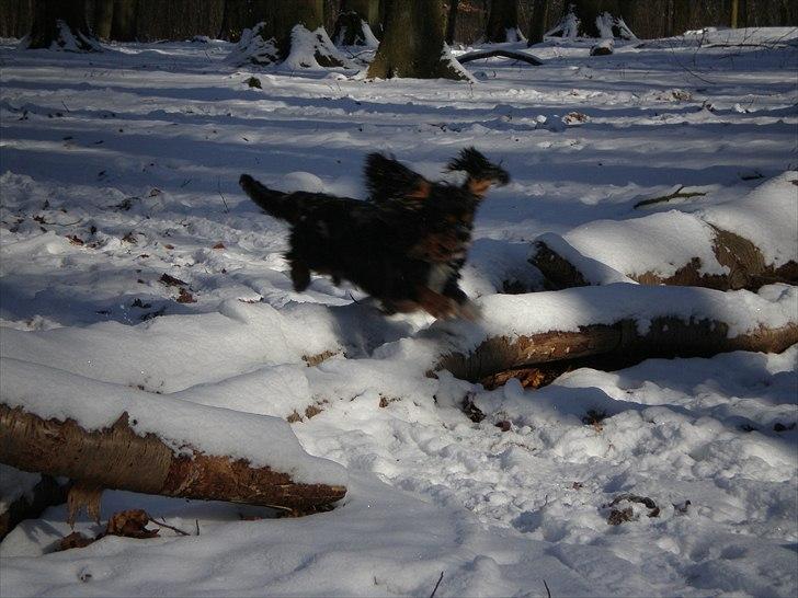 Cavalier king charles spaniel Nano (Elimosa 007 James) - Hop! ;-) billede 3