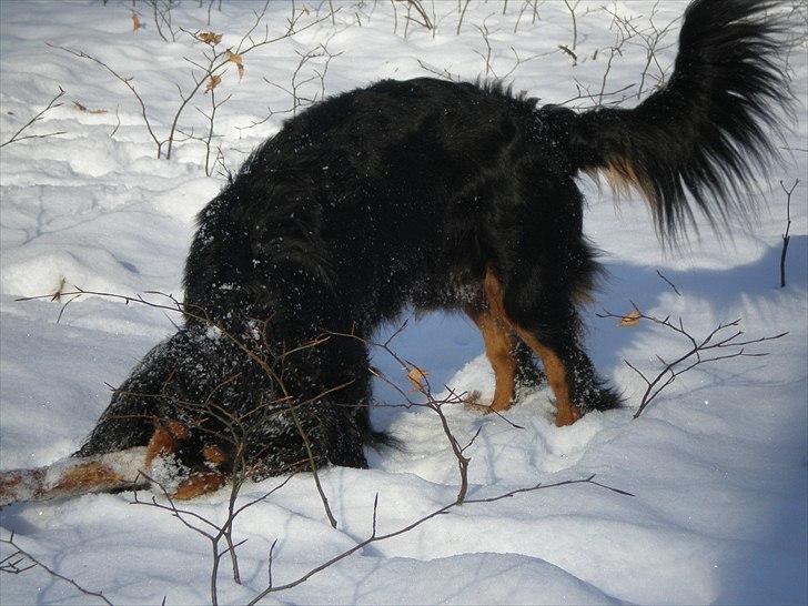 Cavalier king charles spaniel Nano (Elimosa 007 James) - Mmmm! - sne :-) billede 4