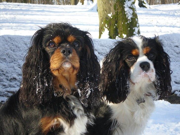 Cavalier king charles spaniel Nano (Elimosa 007 James) - Mine flotte hunde! (Nano til venstre, Pico til højre) billede 5