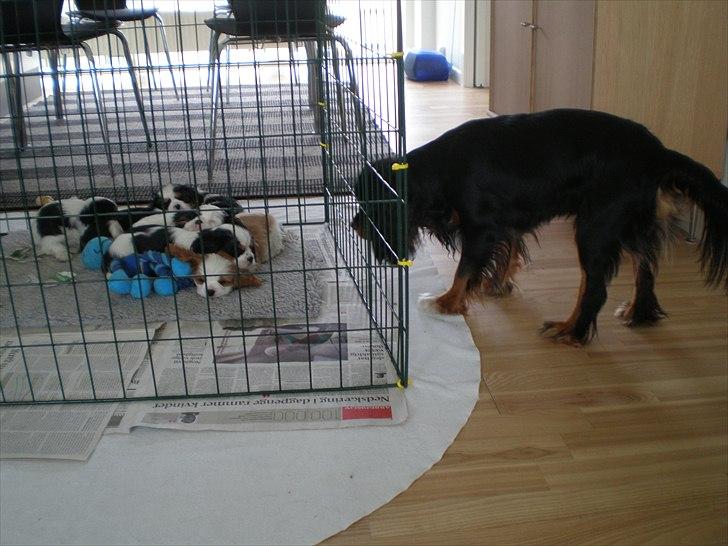 Cavalier king charles spaniel Nano (Elimosa 007 James) - "Sjove små hvalpe" ;-) billede 6