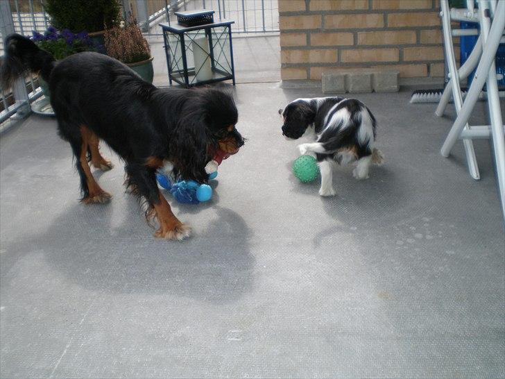 Cavalier king charles spaniel Nano (Elimosa 007 James) - "Skal vi lege?" :-) billede 7