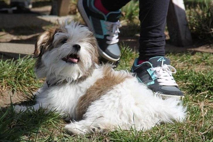 Blanding af racer Boomer billede 1