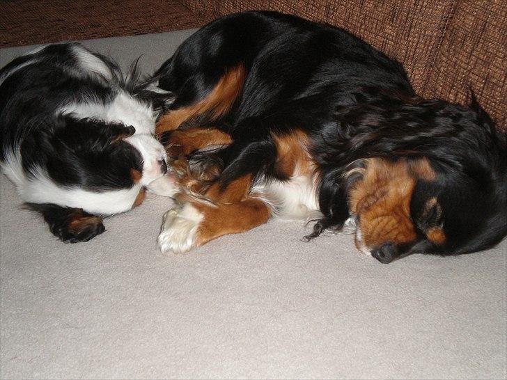 Cavalier king charles spaniel Nano (Elimosa 007 James) - Tager lige en lille lur ;-) billede 8