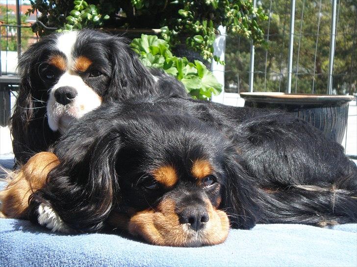 Cavalier king charles spaniel Nano (Elimosa 007 James) - Hygge! billede 9