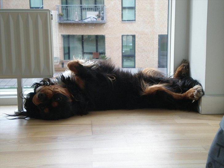 Cavalier king charles spaniel Nano (Elimosa 007 James) - Sådan sover Nano! billede 10