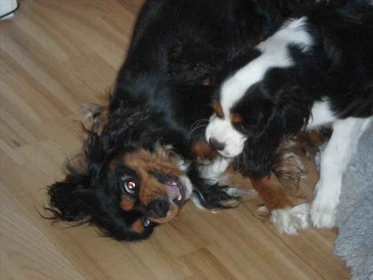 Cavalier king charles spaniel Nano (Elimosa 007 James) - Lege-tid! billede 11