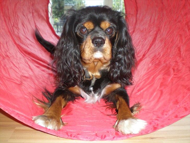 Cavalier king charles spaniel Nano (Elimosa 007 James) - Lidt Agillity-træning ;-) billede 12