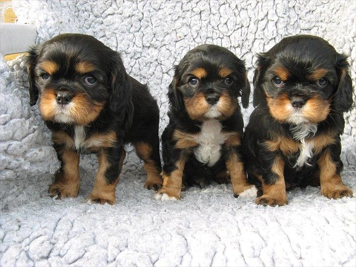 Cavalier king charles spaniel Nano (Elimosa 007 James) - Det er Nano i midten :-) - Lille vaps <3 billede 13